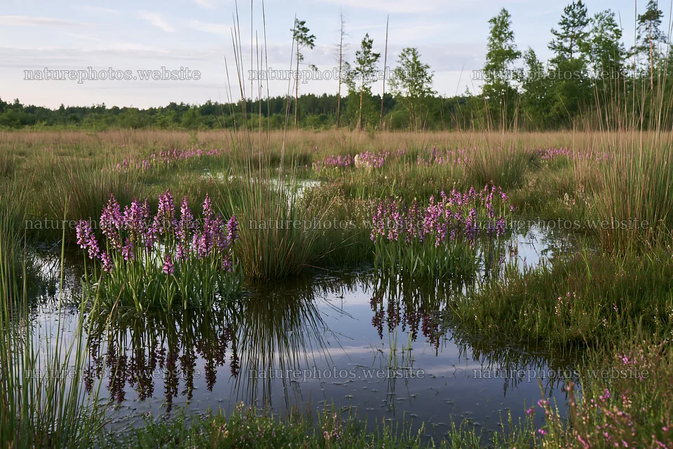 Wild orchid meadow with reflections in the water – nature photos 9722x6480