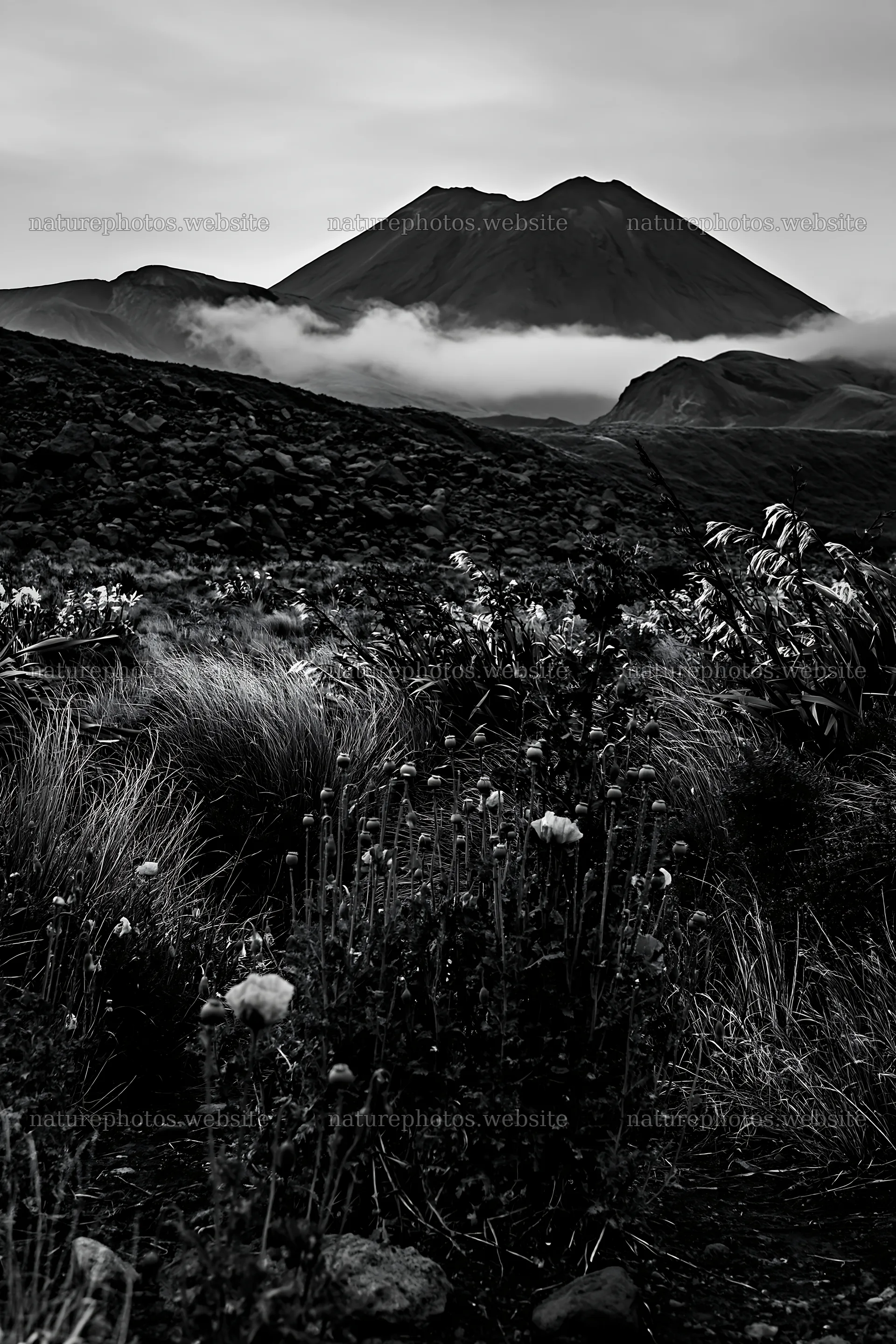 Poppy flax meadow under a mountain with clouds – nature photos 6480x9722