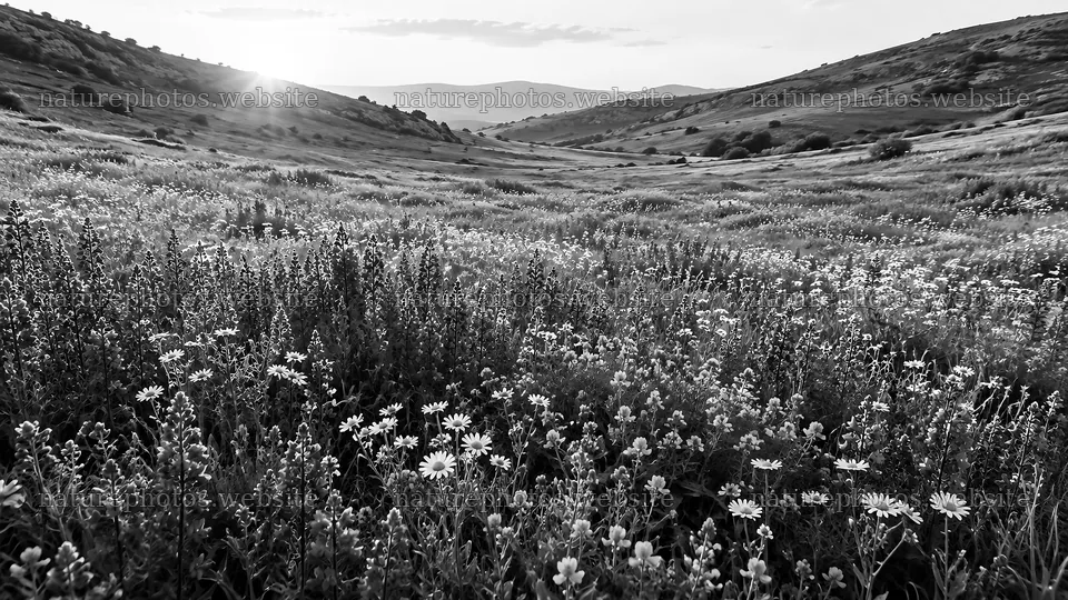 Wildflowers in a Rolling Valley in Monochrome – nature photos 10324x5812