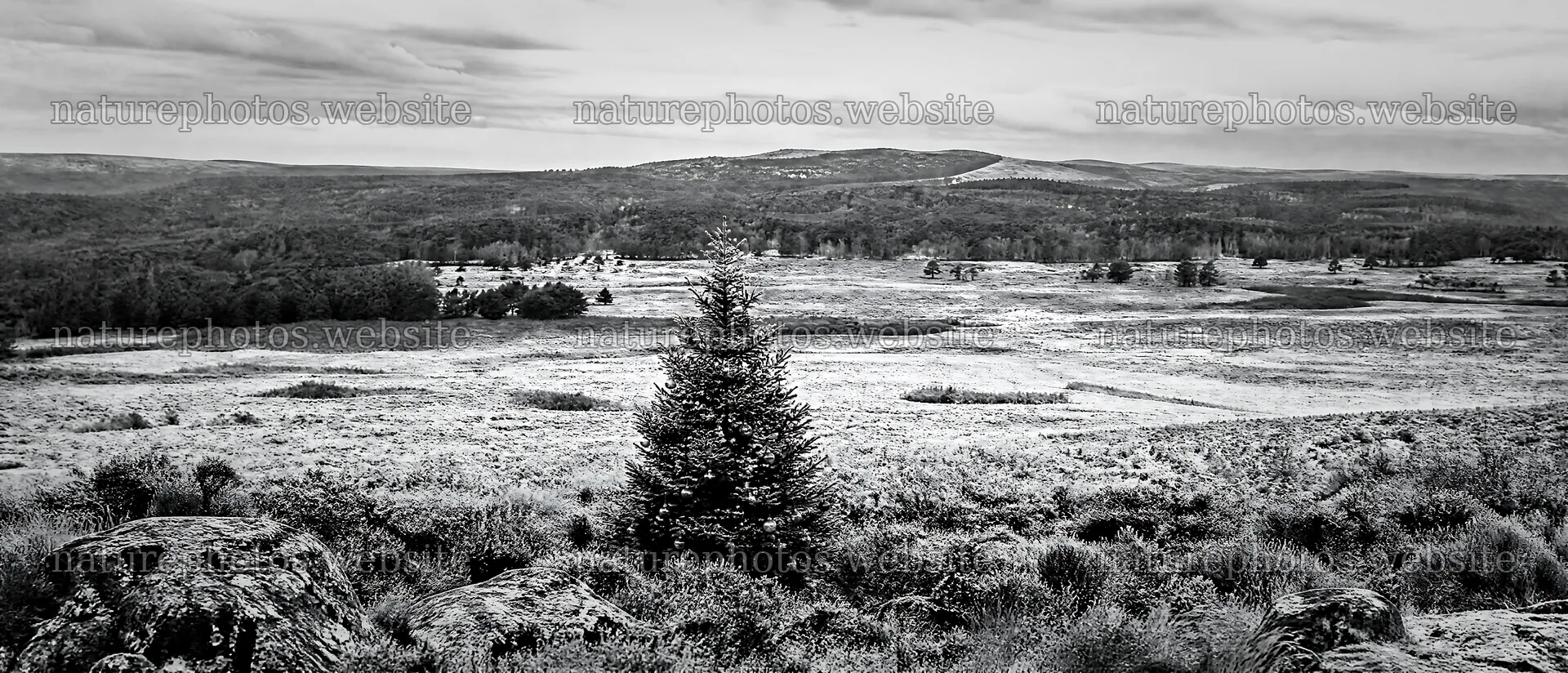 Vibrant Christmas tree stands in winter meadow landscape – nature photos 12116x5200