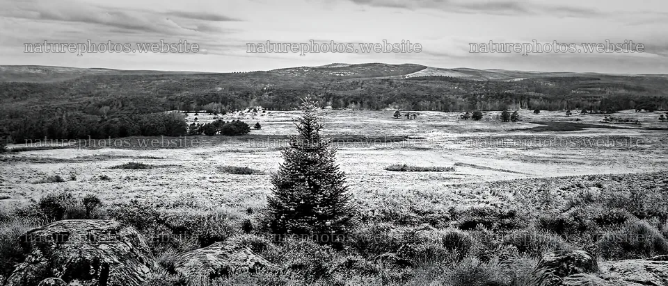 Vibrant Christmas tree stands in winter meadow landscape – nature photos 12116x5200