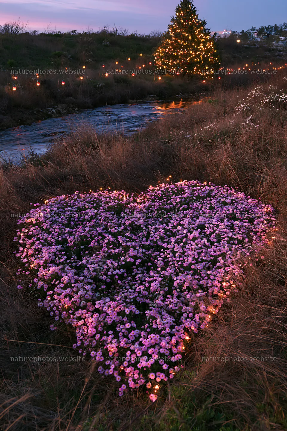 Christmas tree at dusk beside stream in meadow – nature photos 6480x9722