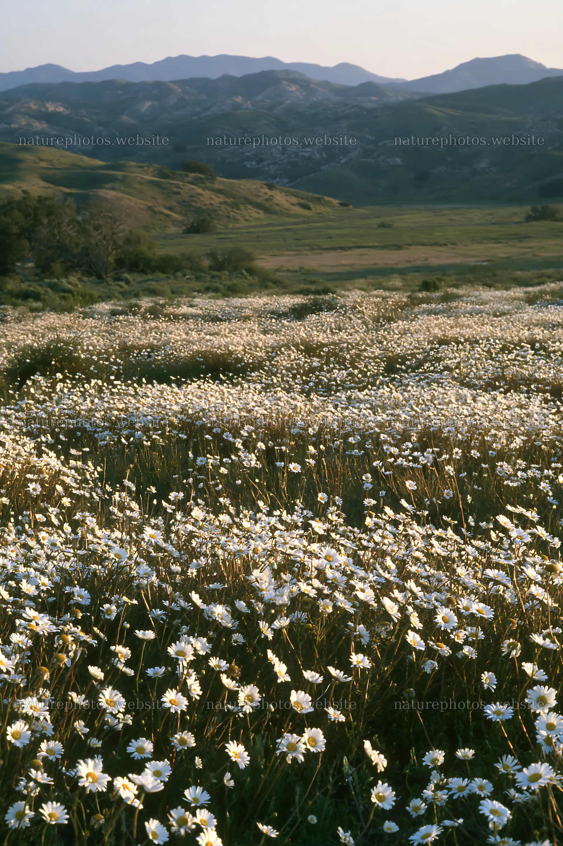 Cloudy foothill meadow with wildflowers in bloom – nature photos 6480x9722