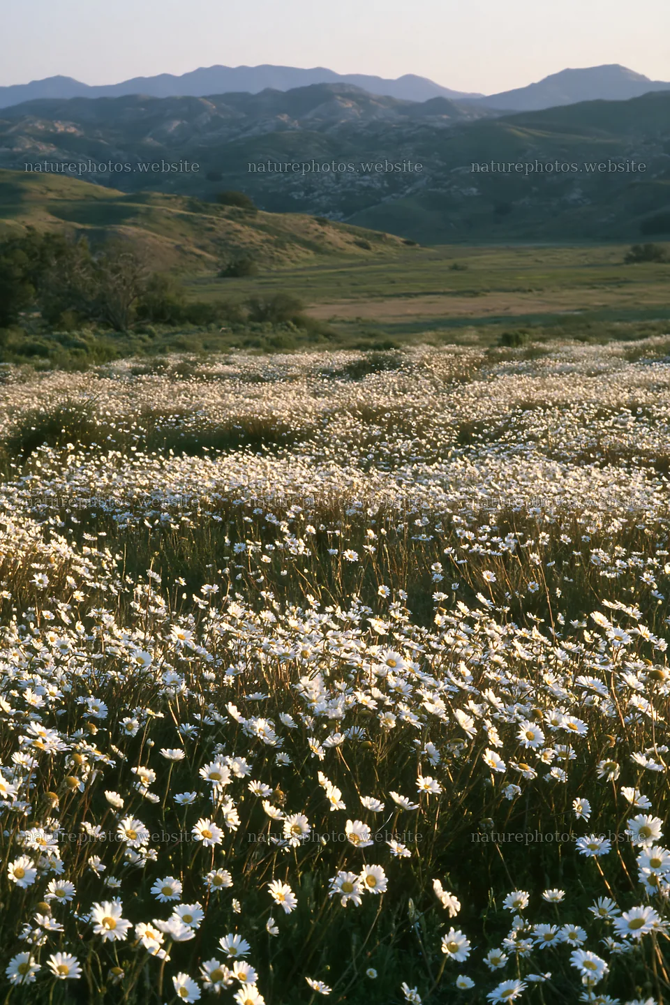 Cloudy foothill meadow with wildflowers in bloom – nature photos 6480x9722