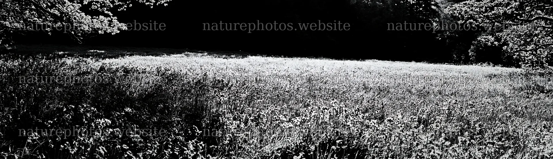 Wildflower meadow beside a cascade in black and white – nature photos 14762x4268
