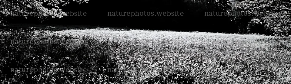 Wildflower meadow beside a cascade in black and white – nature photos 14762x4268