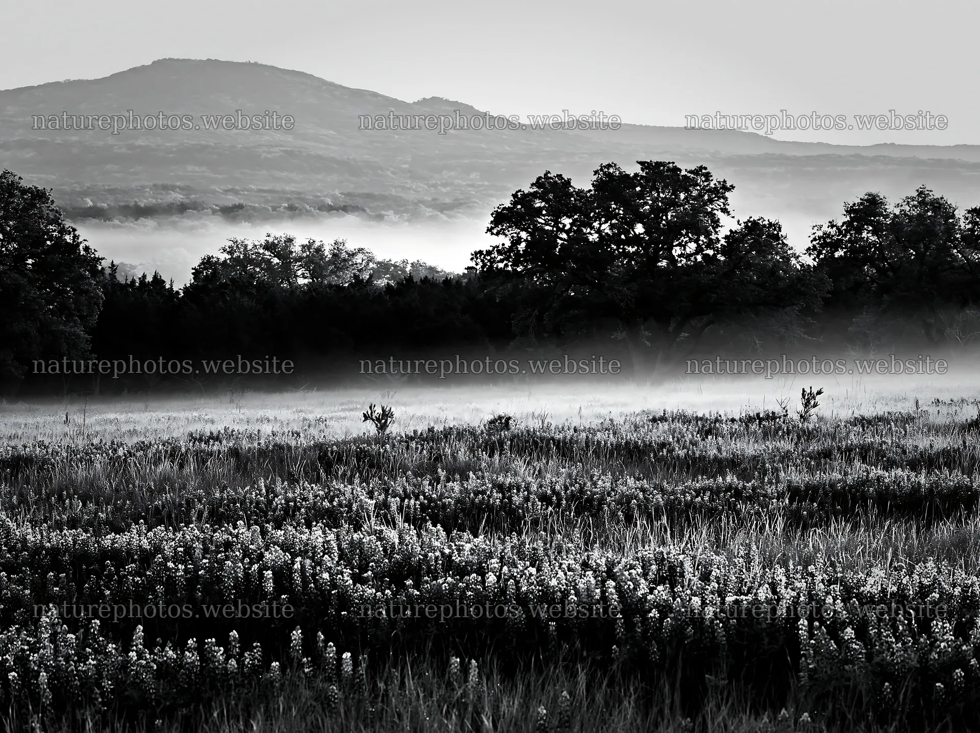 Bluebonnet meadow sunrise with mist over the landscape – nature photos 9174x6866