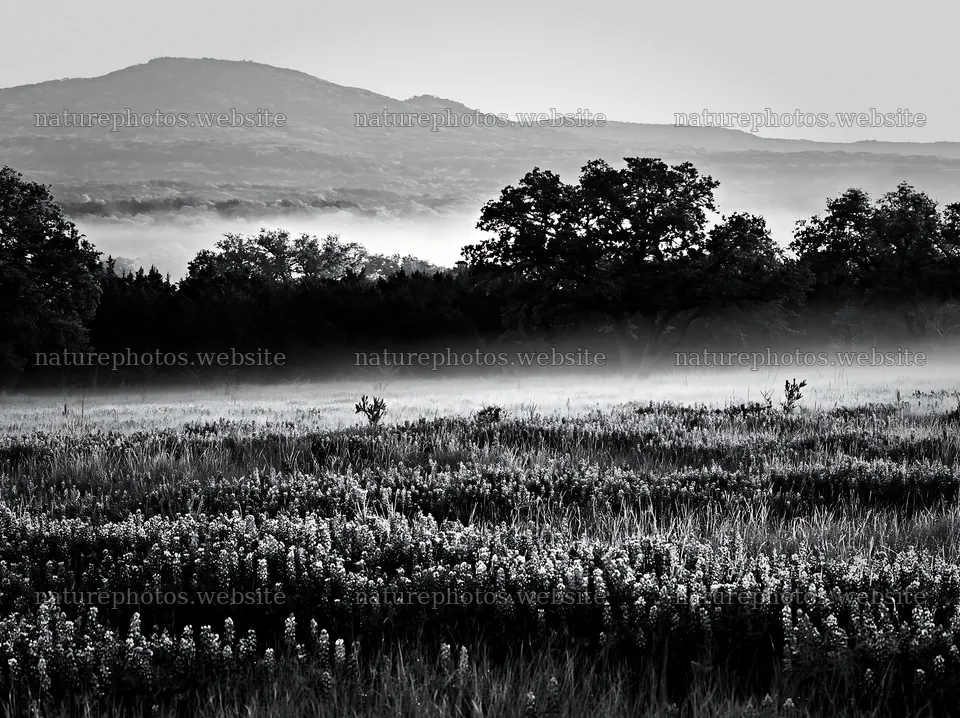 Bluebonnet meadow sunrise with mist over the landscape – nature photos 9174x6866