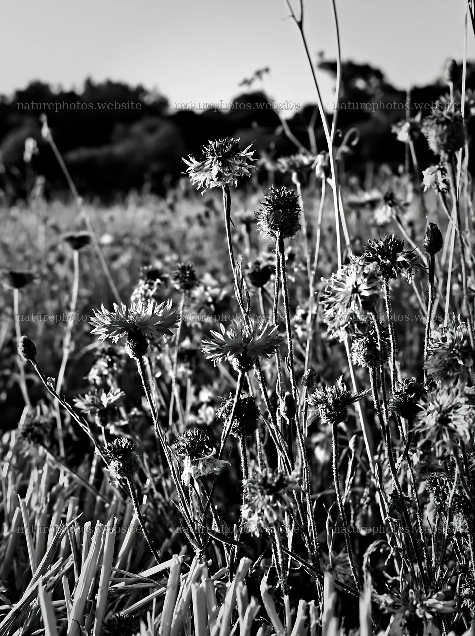 Colorful cornflower meadow with various blooms in natural light – nature photos 6866x9174