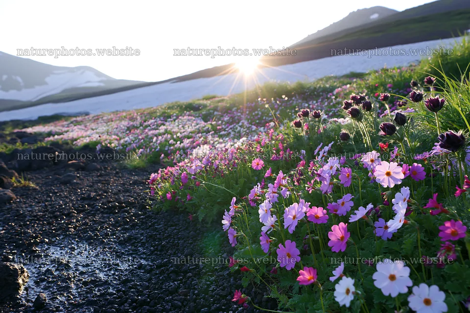 Daisetsuzan alpine meadow with light rays shining through flowers – nature photos 9722x6480