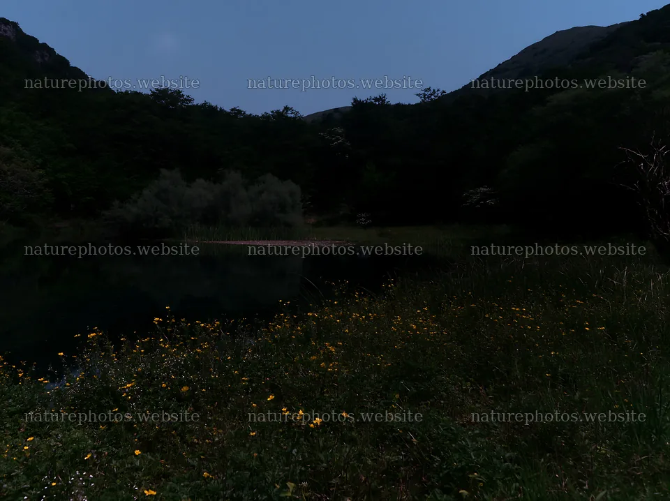 Moonlit meadow with wildflowers and a calm water body – nature photos 9174x6866