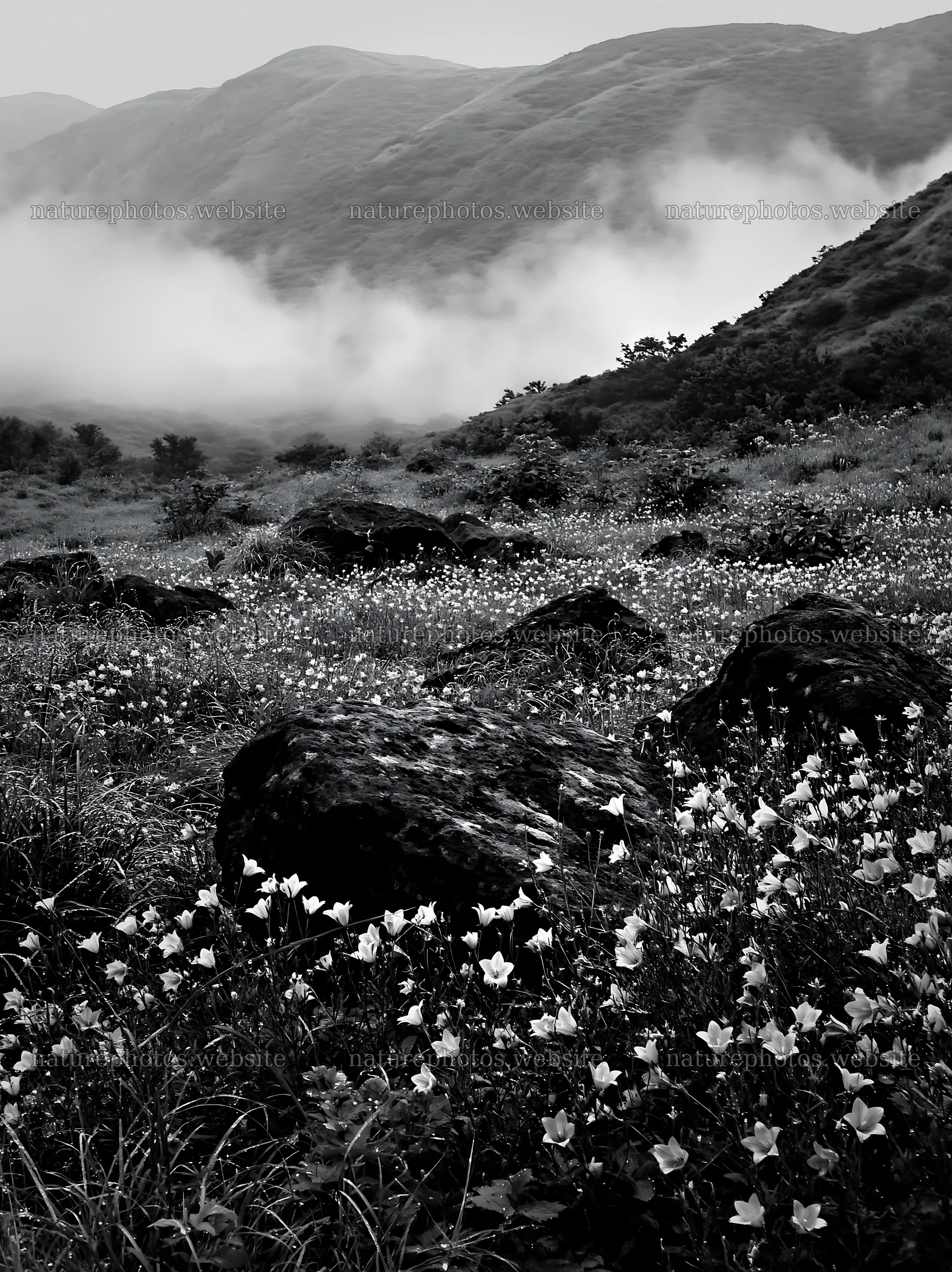 Kanagawa heat resilient meadow volcanic stones with flowers – nature photos 6866x9174