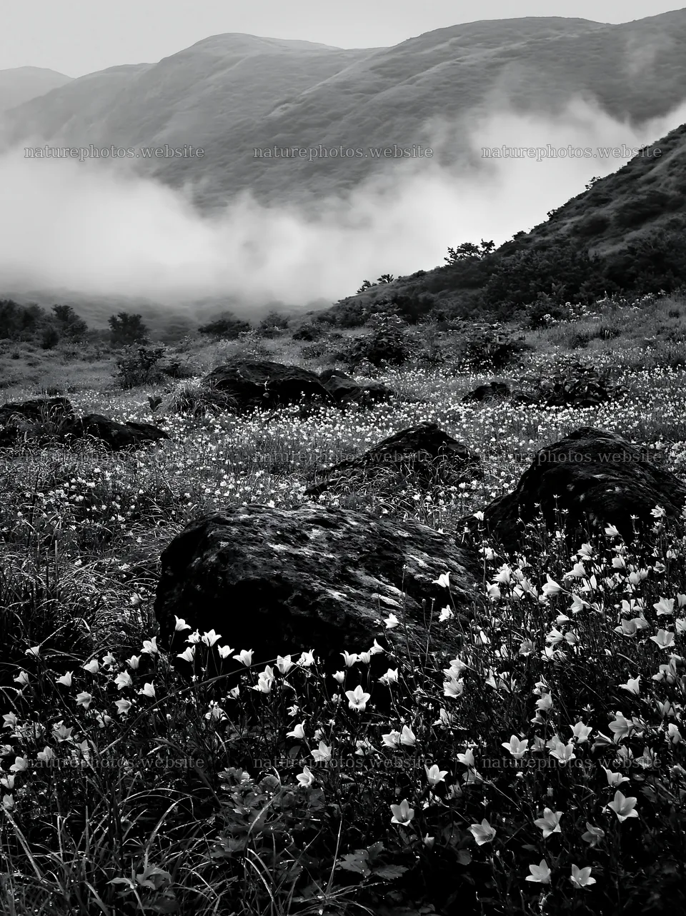Kanagawa heat resilient meadow volcanic stones with flowers – nature photos 6866x9174