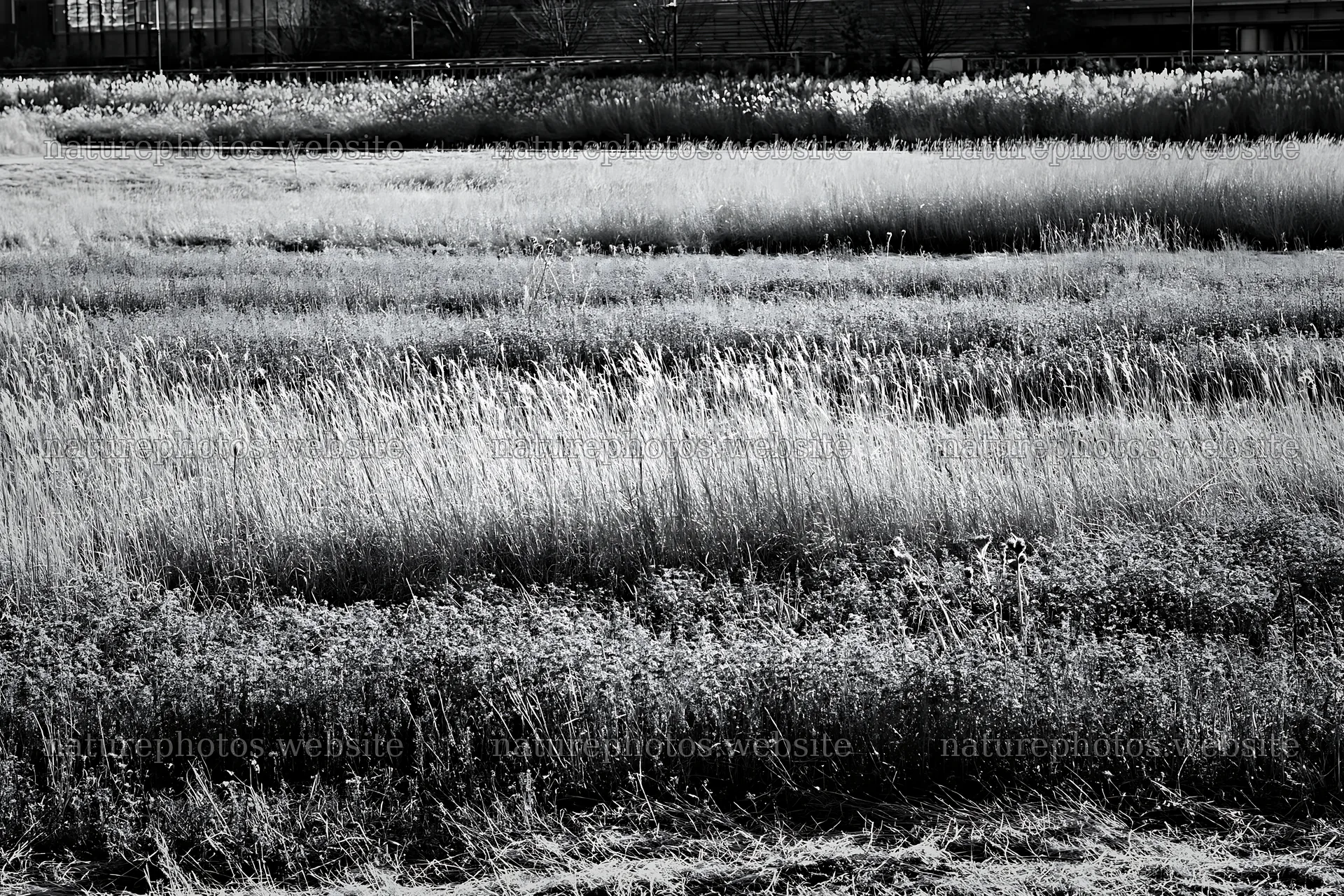 Tokyo urban biodiversity meadow with seedheads in daylight – nature photos 9722x6480