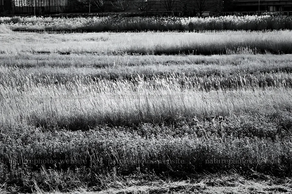 Tokyo urban biodiversity meadow with seedheads in daylight – nature photos 9722x6480