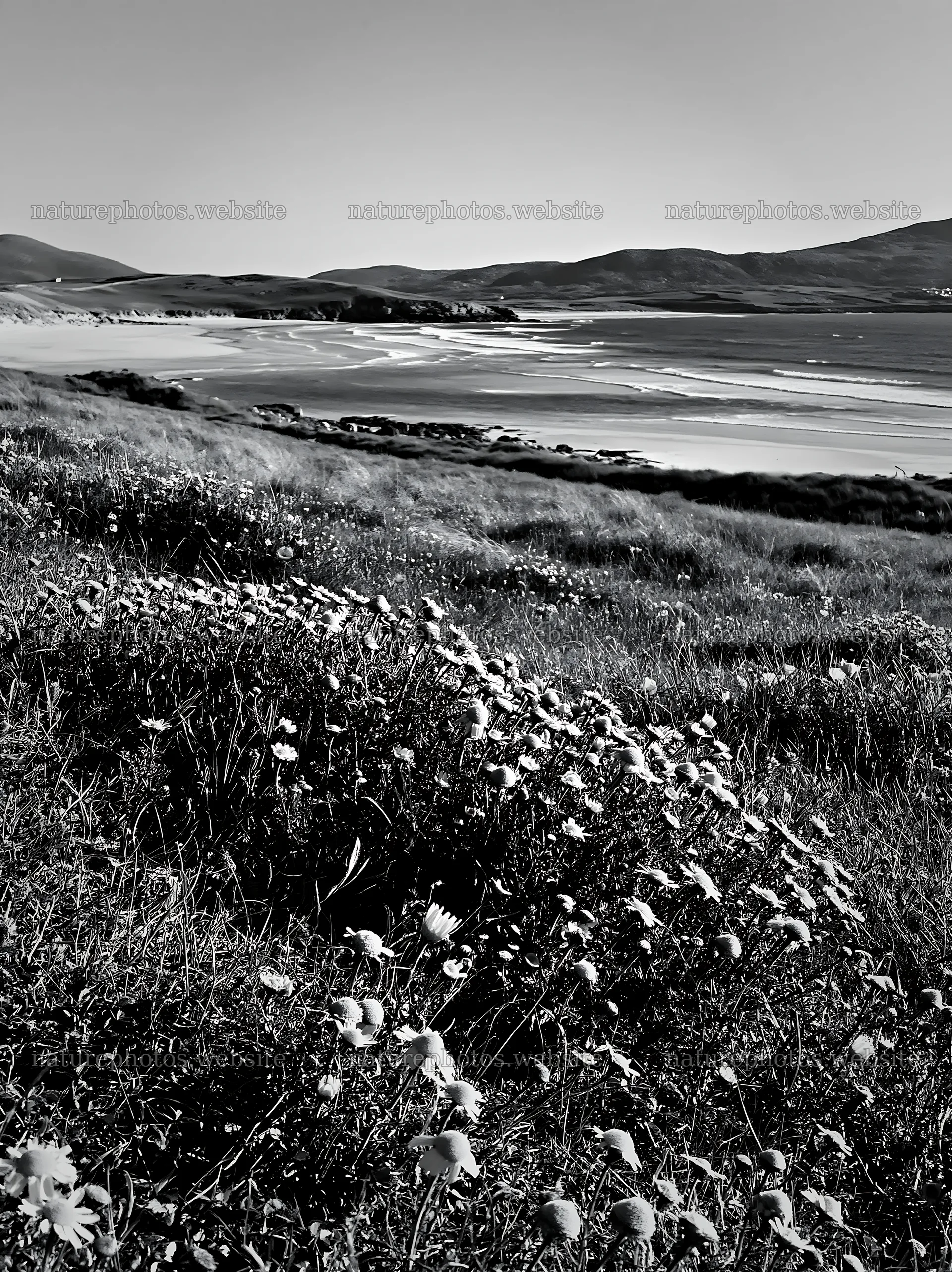Machair beach meadow with flowers and ocean view – nature photos 6866x9174