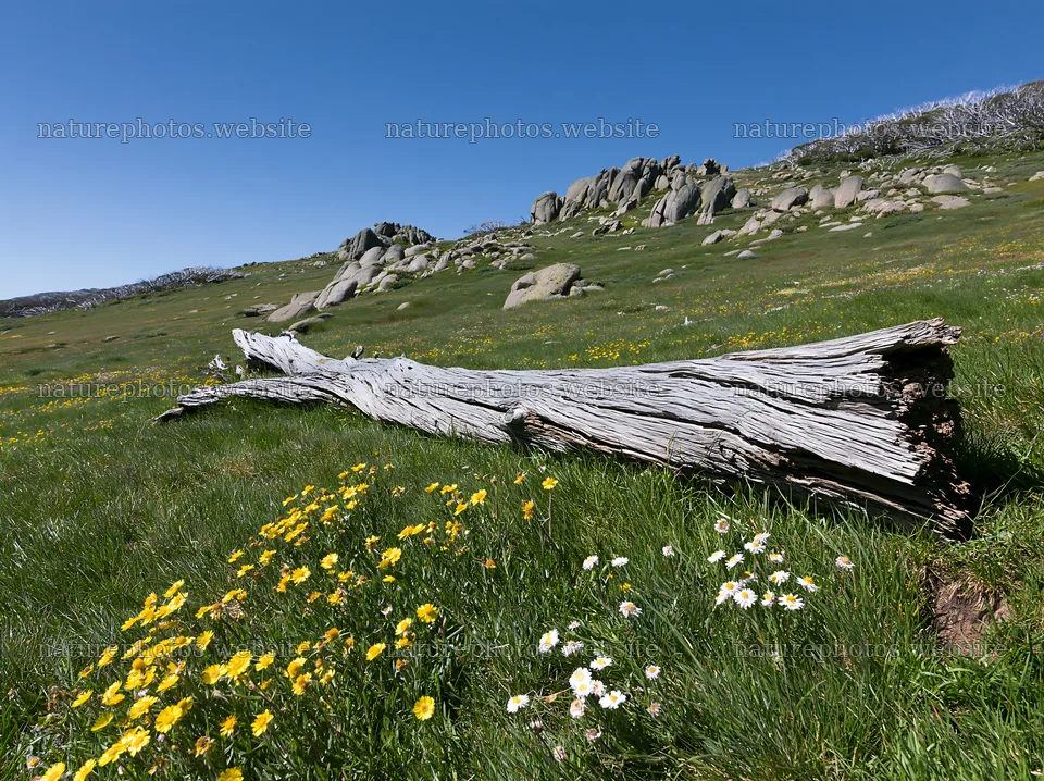 Weathered log on grassland with wildflowers – nature photos 9174x6866