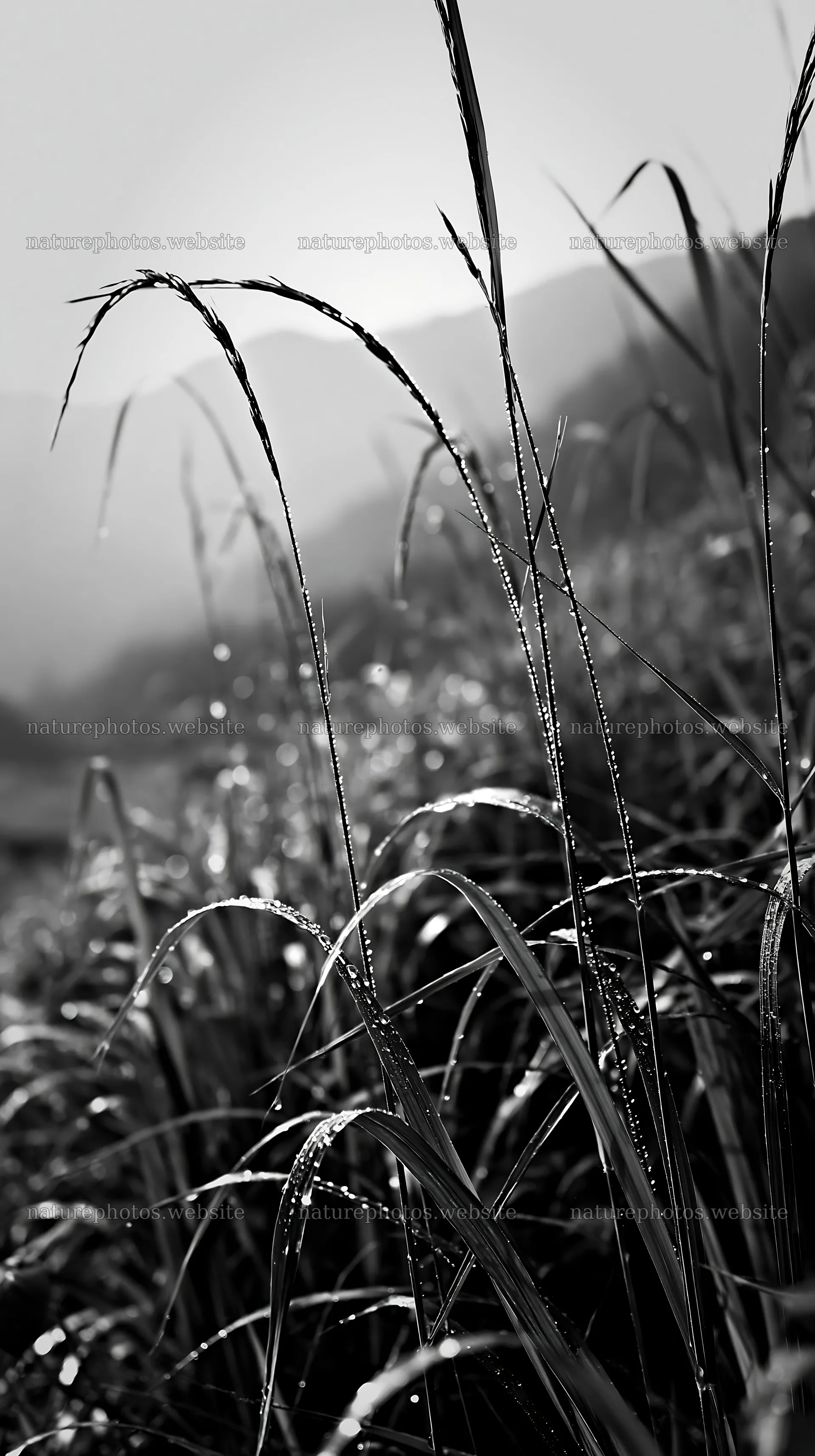 Fukui native grass meadow rain droplets capture light after rain – nature photos 5938x10608