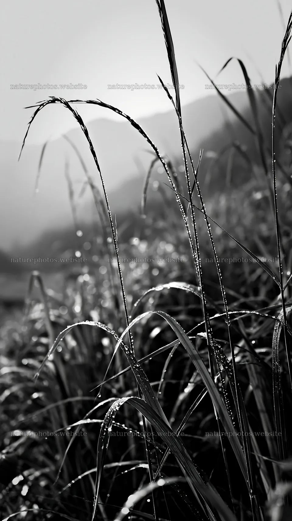 Fukui native grass meadow rain droplets capture light after rain – nature photos 5938x10608