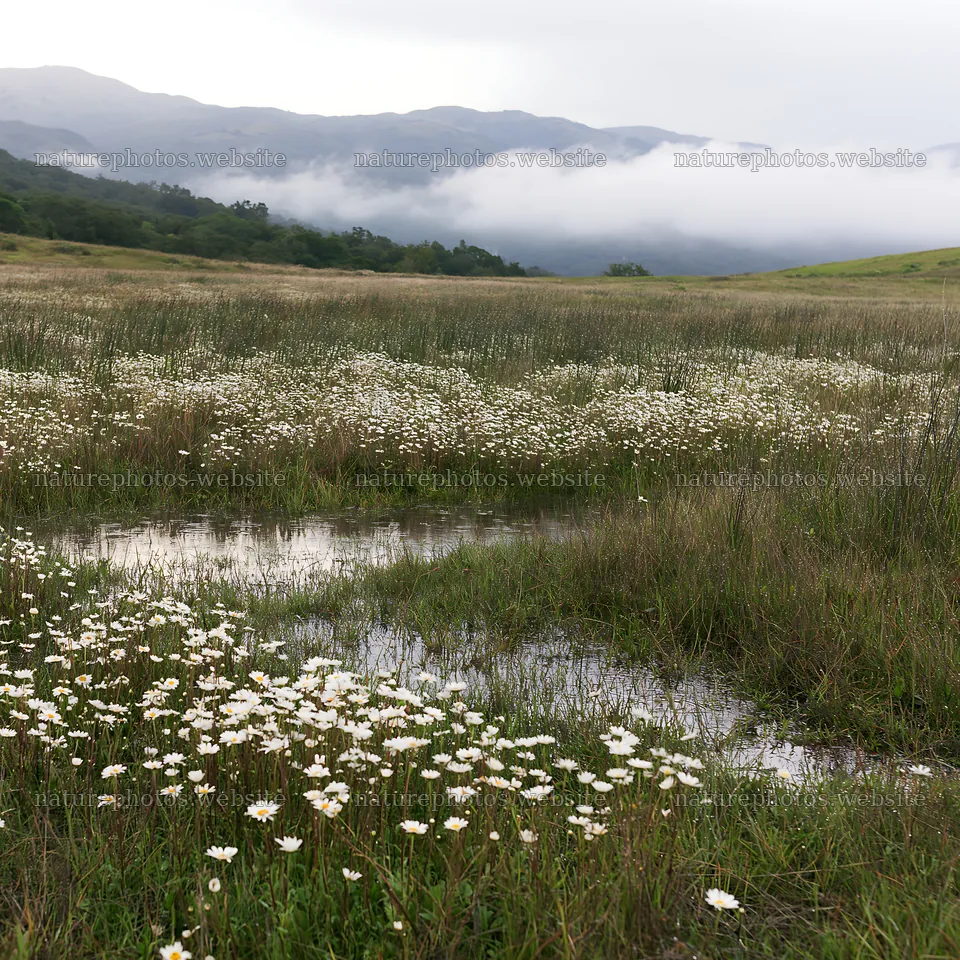 Cloudy foothill meadow with wildflowers and water puddle – nature photos 7938x7938