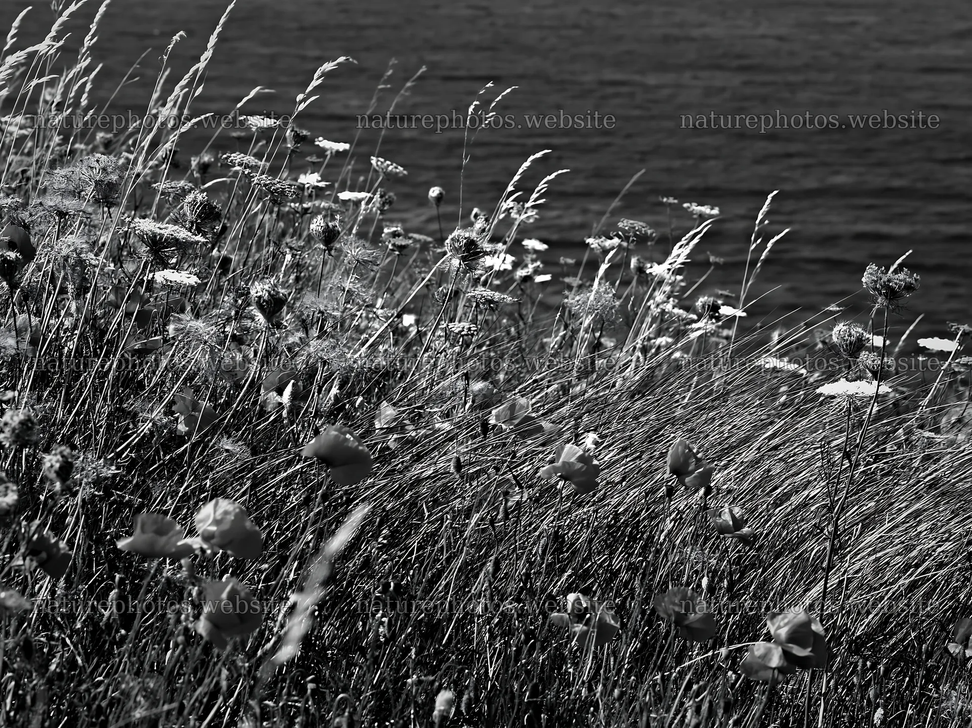 Clifftop meadow with wildflowers by the ocean – nature photos 9174x6866