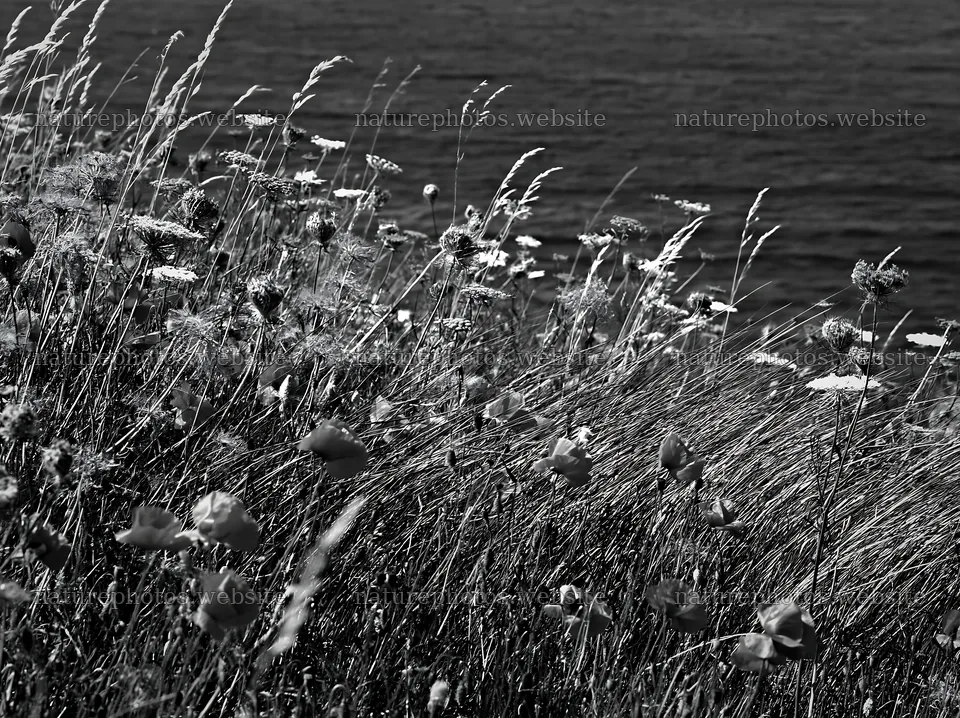 Clifftop meadow with wildflowers by the ocean – nature photos 9174x6866