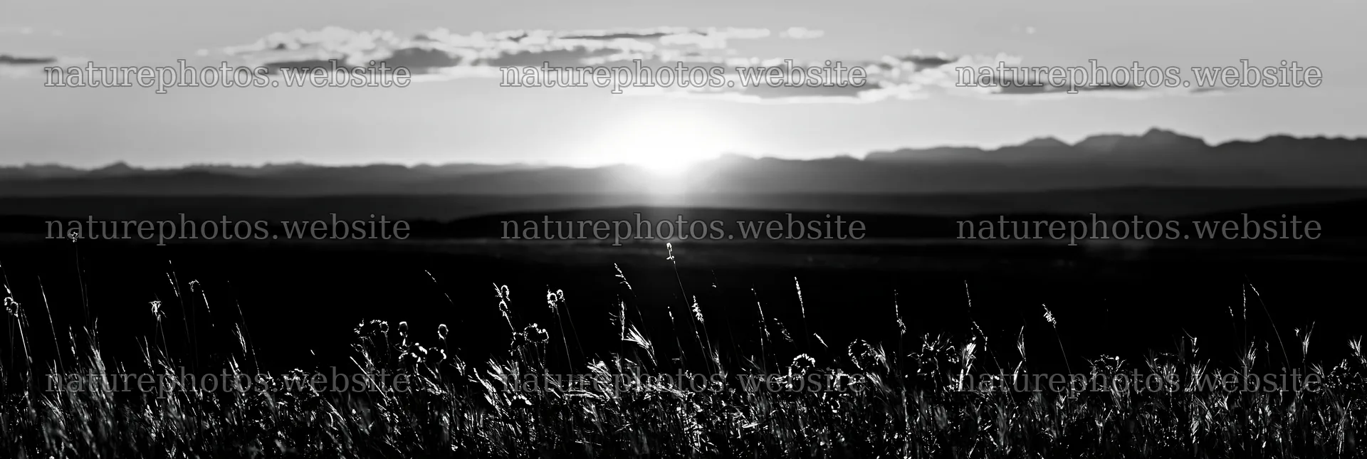Meadow seedheads backlit at dusk – nature photos 13690x4602