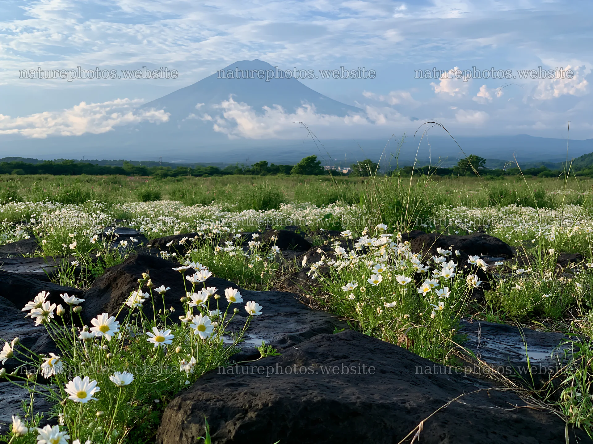 Yamanashi regenerative meadow with basalt stones and flowers – nature photos 9174x6866
