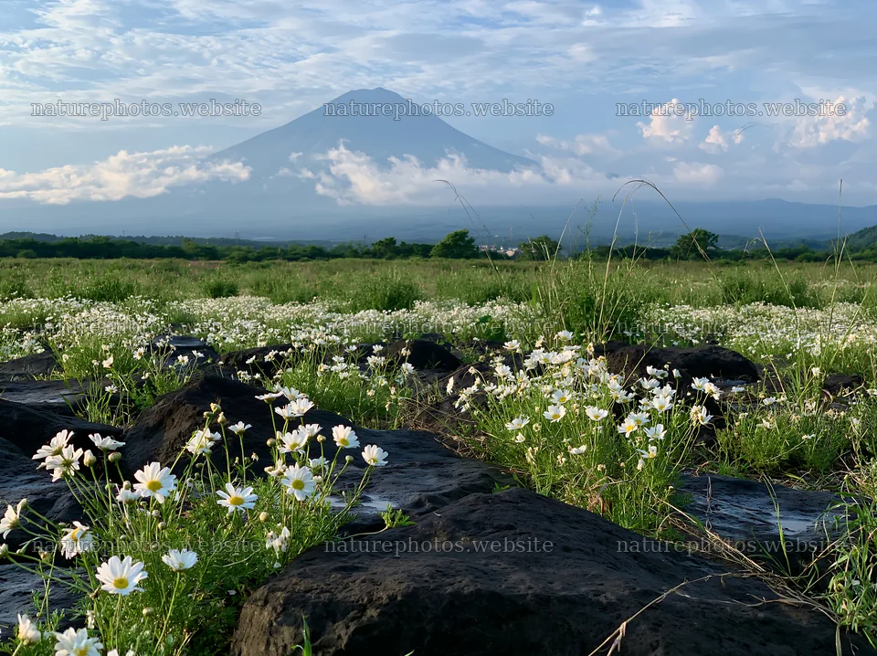 Yamanashi regenerative meadow with basalt stones and flowers – nature photos 9174x6866