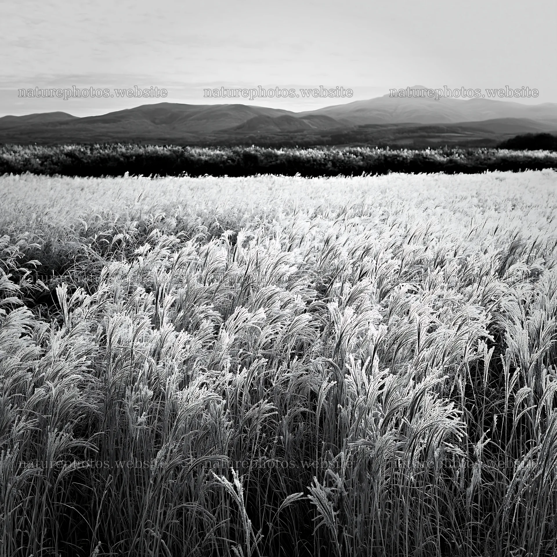 Climate-resilient Hokkaido silver grass meadow seedheads grow – nature photos 7938x7938