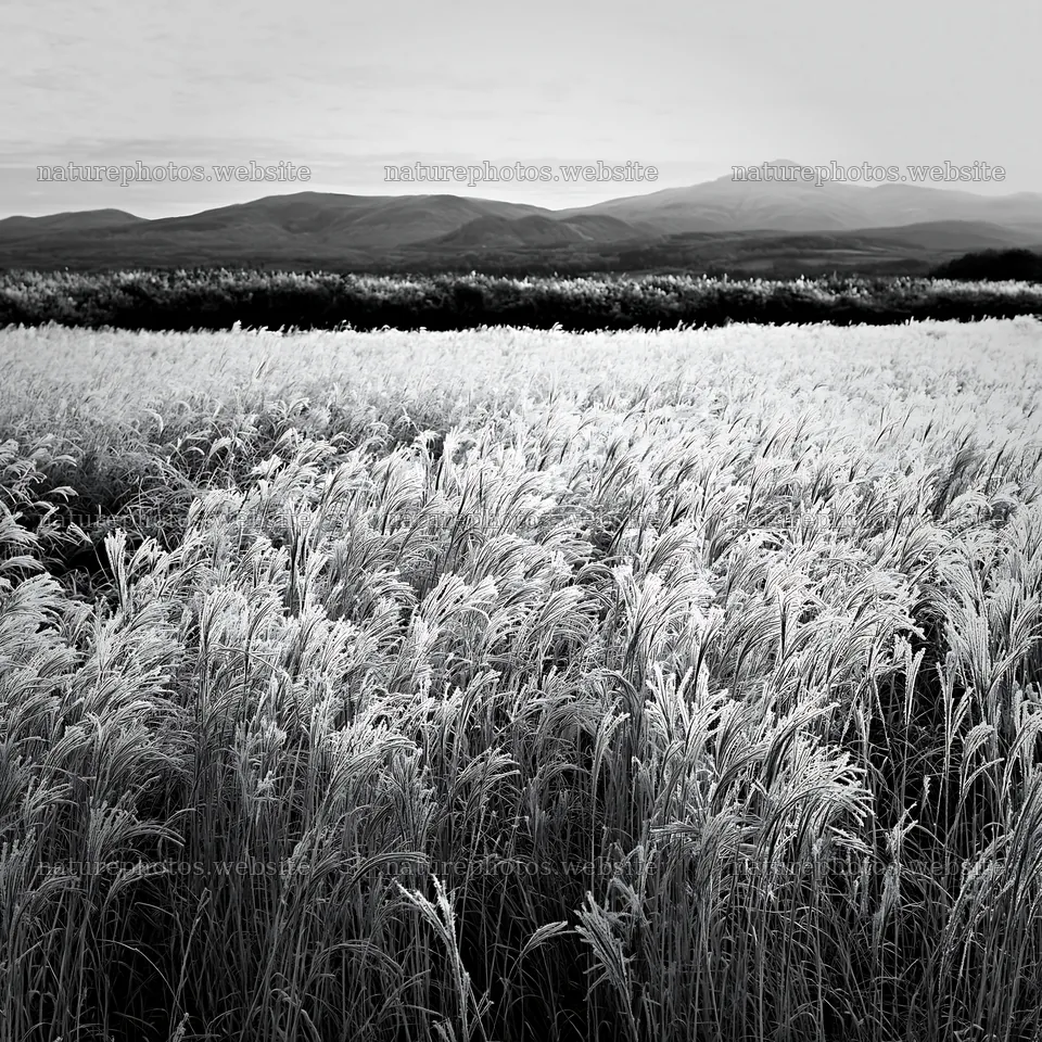 Climate-resilient Hokkaido silver grass meadow seedheads grow – nature photos 7938x7938