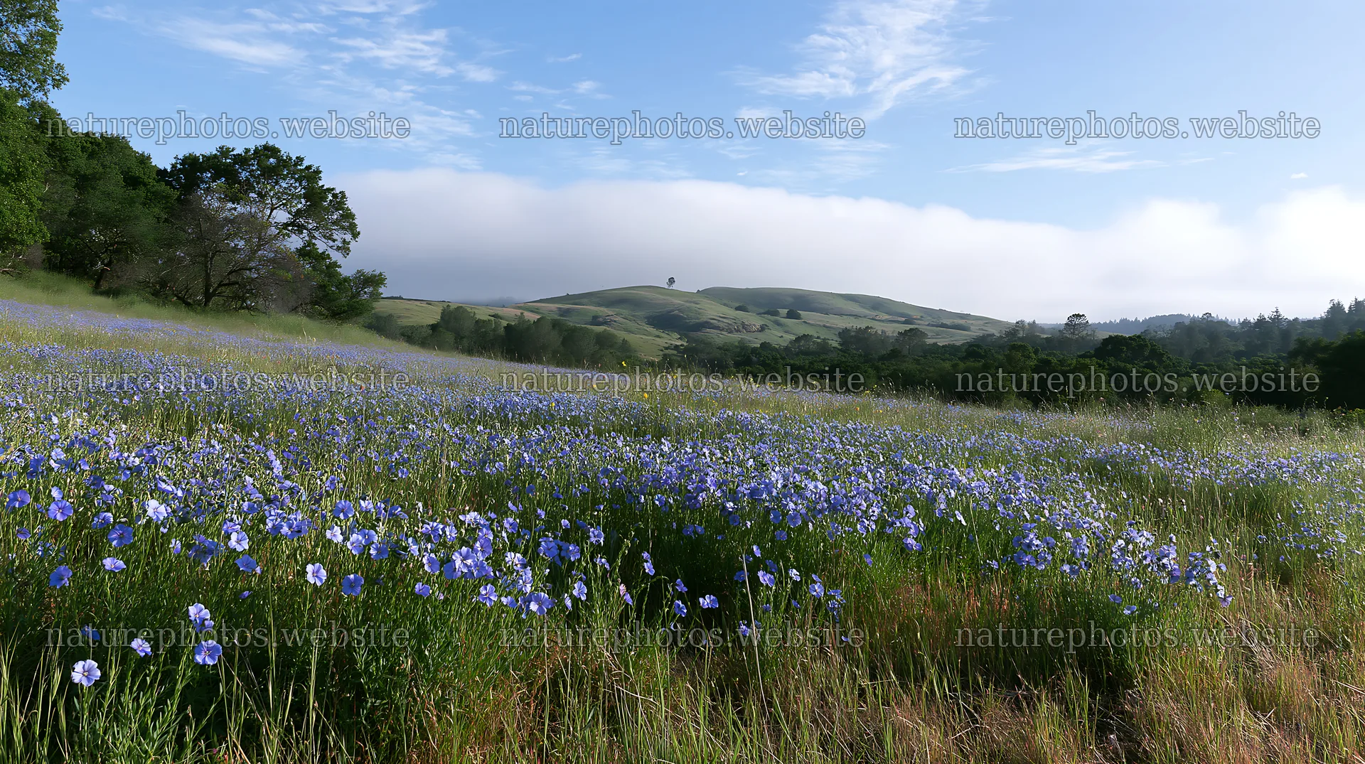 Cloudy foothill meadow filled with wildflowers – nature photos 10608x5938