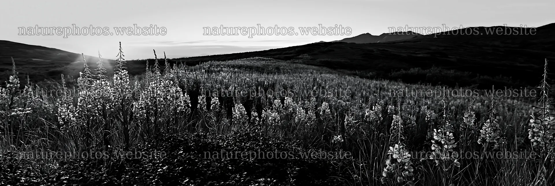Fireweed meadow at sunset with mountains in the background – nature photos 13690x4602