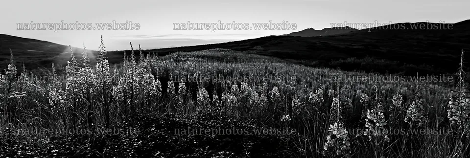Fireweed meadow at sunset with mountains in the background – nature photos 13690x4602