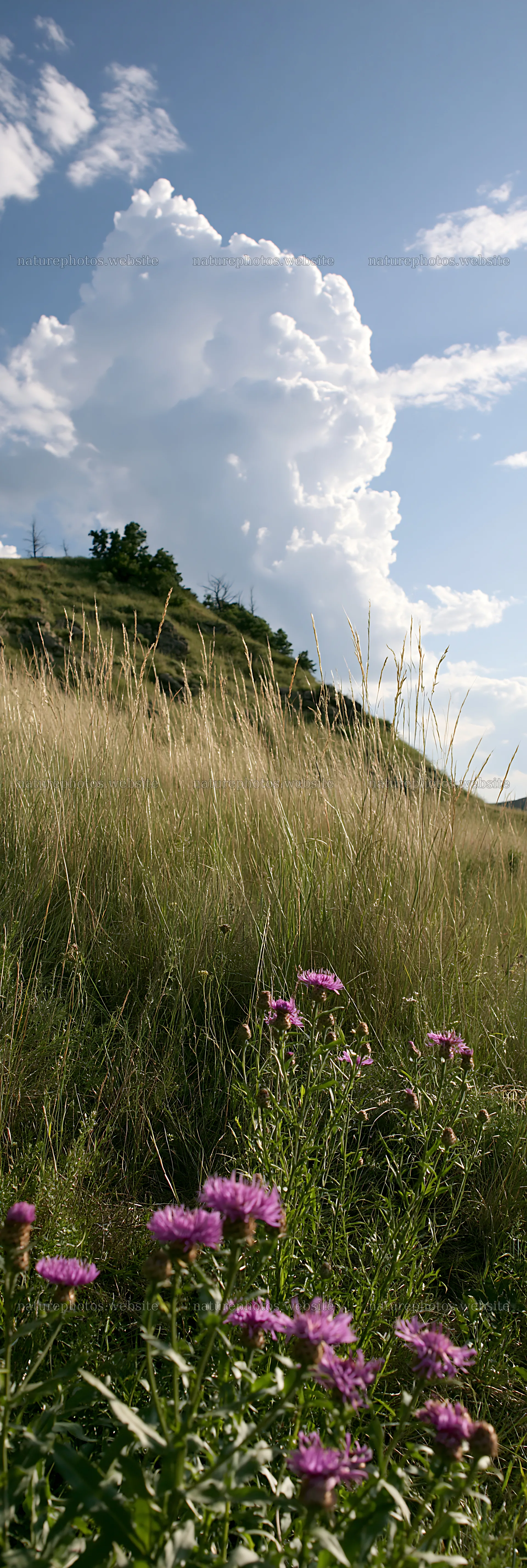 Meadow filled with knapweed under a blue sky – nature photos 4602x13690