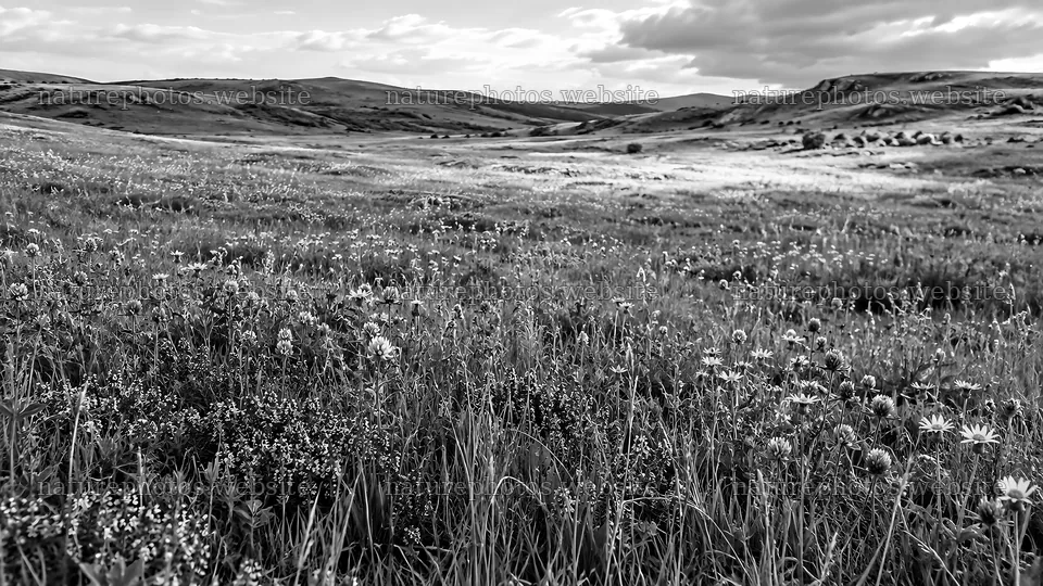 Monochrome Meadow Landscape; No Cross Visible – nature photos 10324x5812