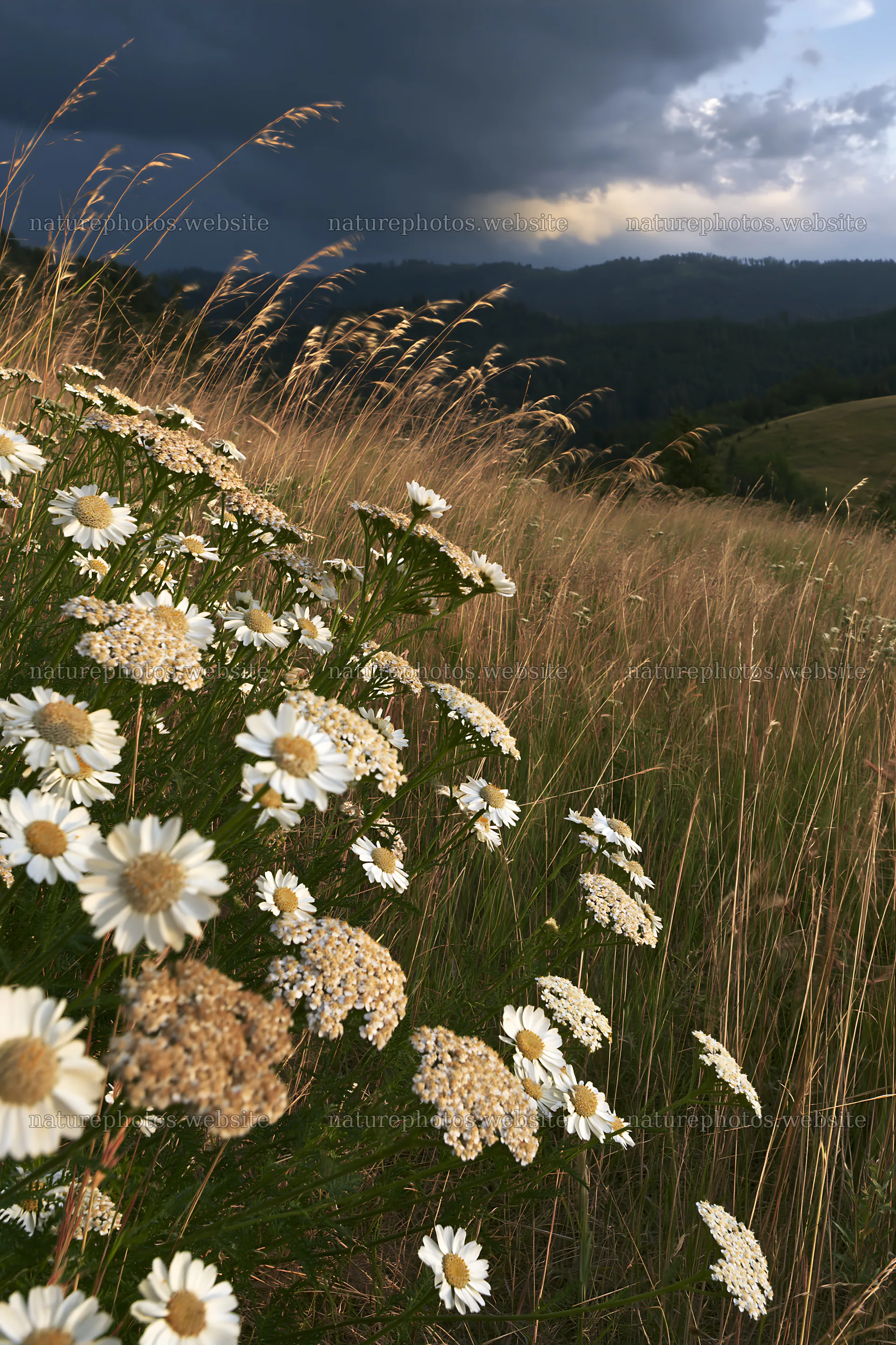 Yarrow meadow bloom under a dark sky – nature photos 6480x9722