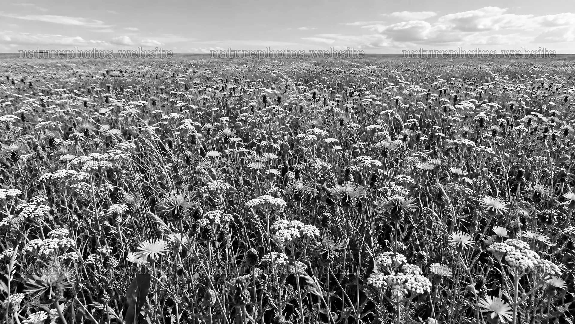 Monochrome Wildflower Meadow Beneath a Cloudy Sky – nature photos 10324x5812