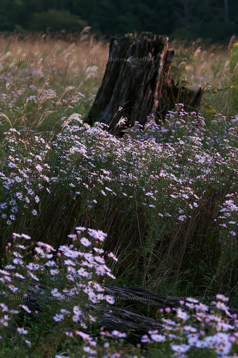 Fukushima native meadow with weathered stump – nature photos 6480x9722
