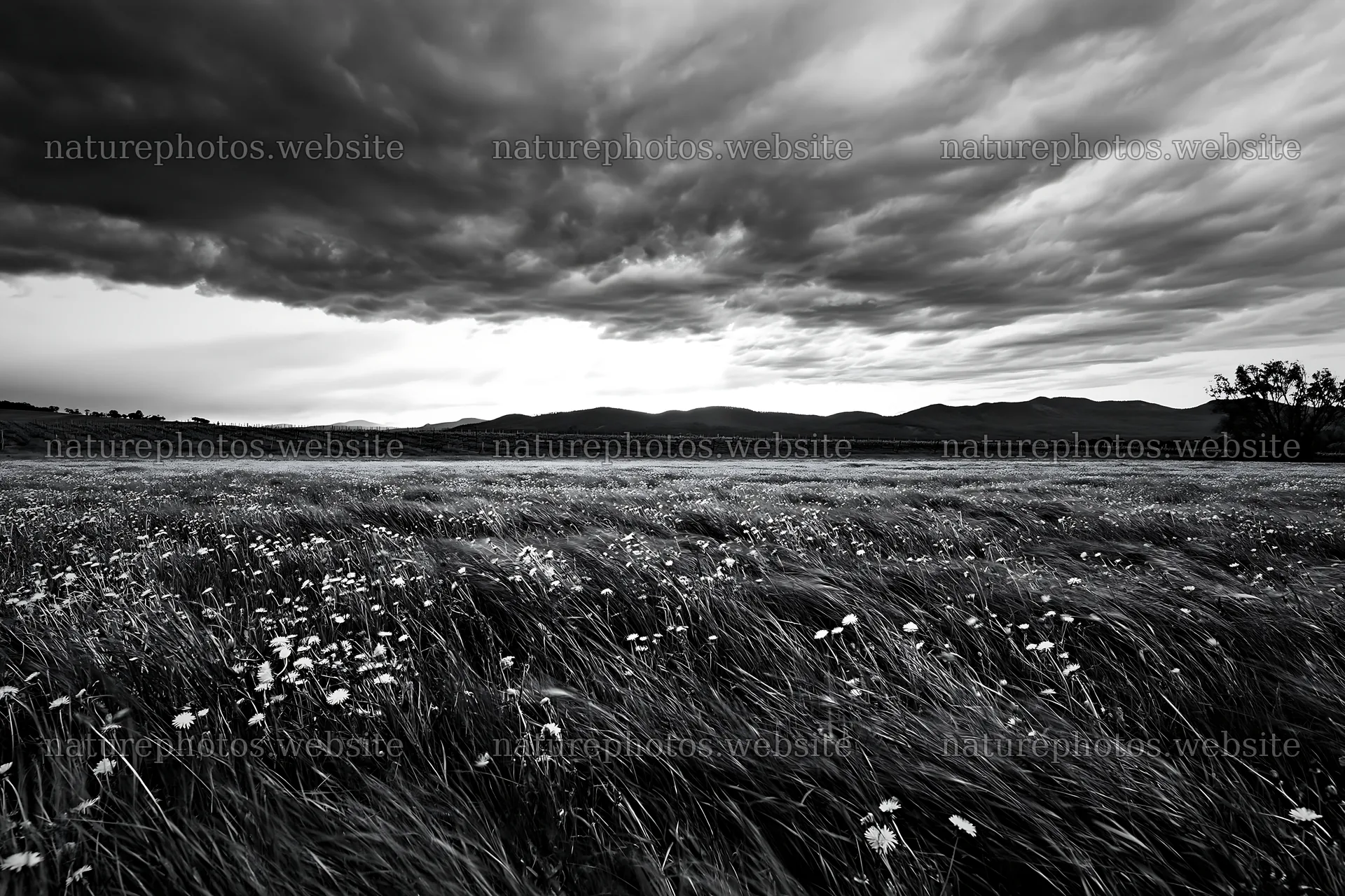 Dandelion orchard meadow under cloudy sky – nature photos 9722x6480