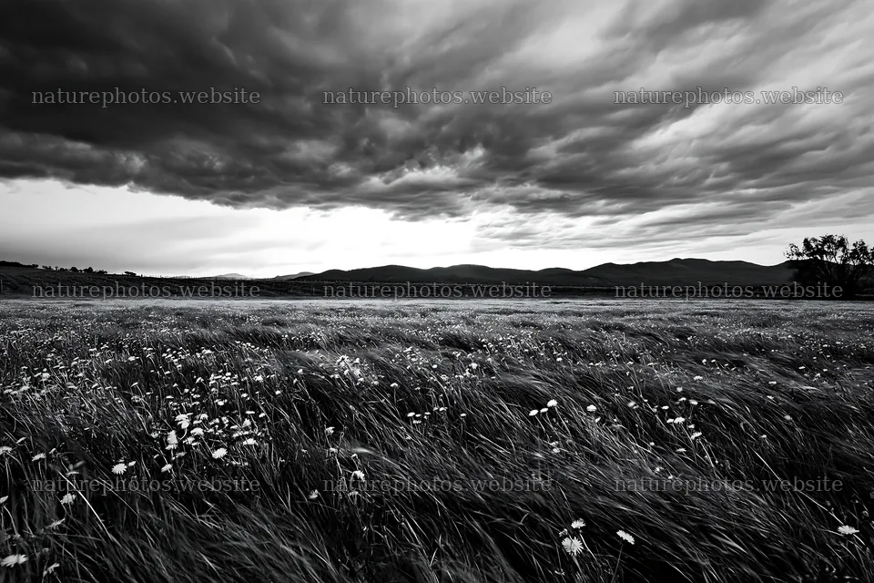 Dandelion orchard meadow under cloudy sky – nature photos 9722x6480