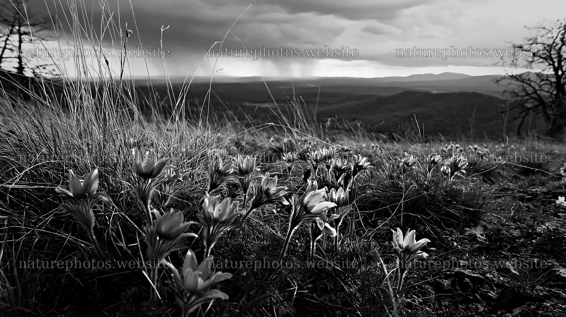 Cloudy pasque flower meadow on limestone slope – nature photos 10608x5938