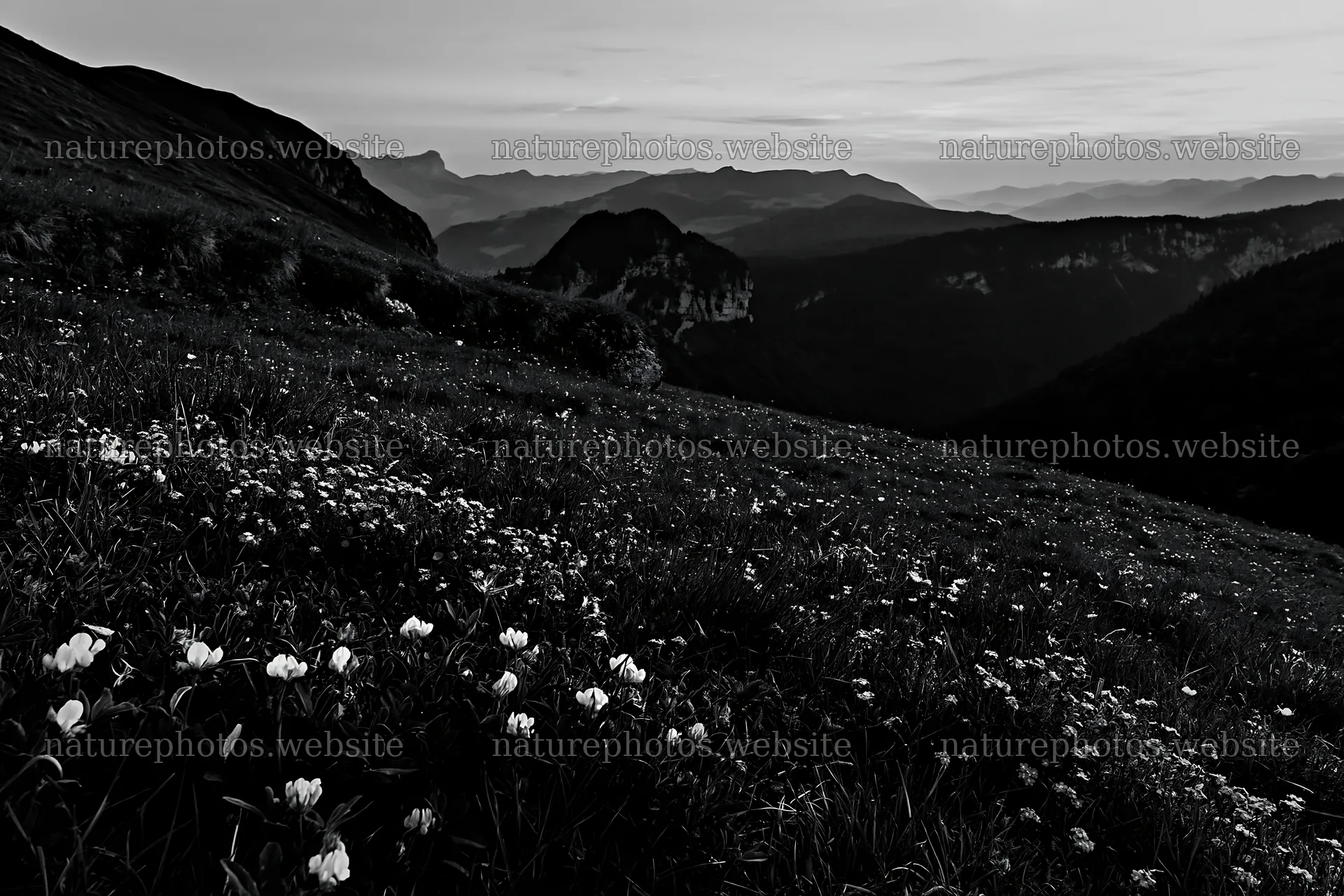 Clover speedwell meadow in a mountain landscape – nature photos 9722x6480