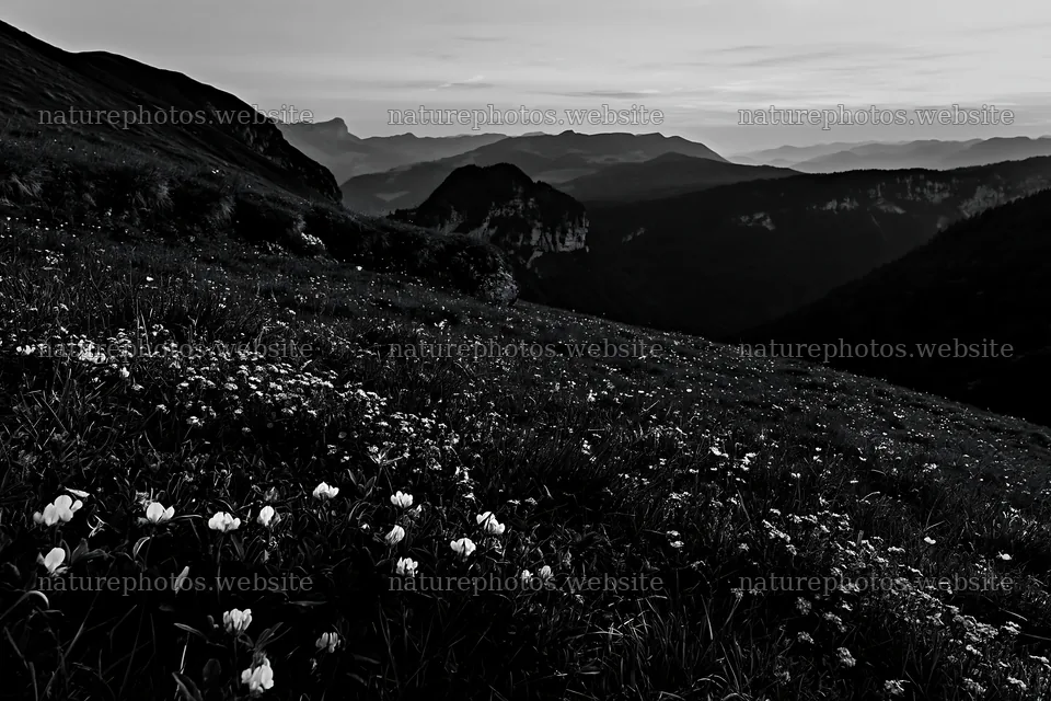 Clover speedwell meadow in a mountain landscape – nature photos 9722x6480
