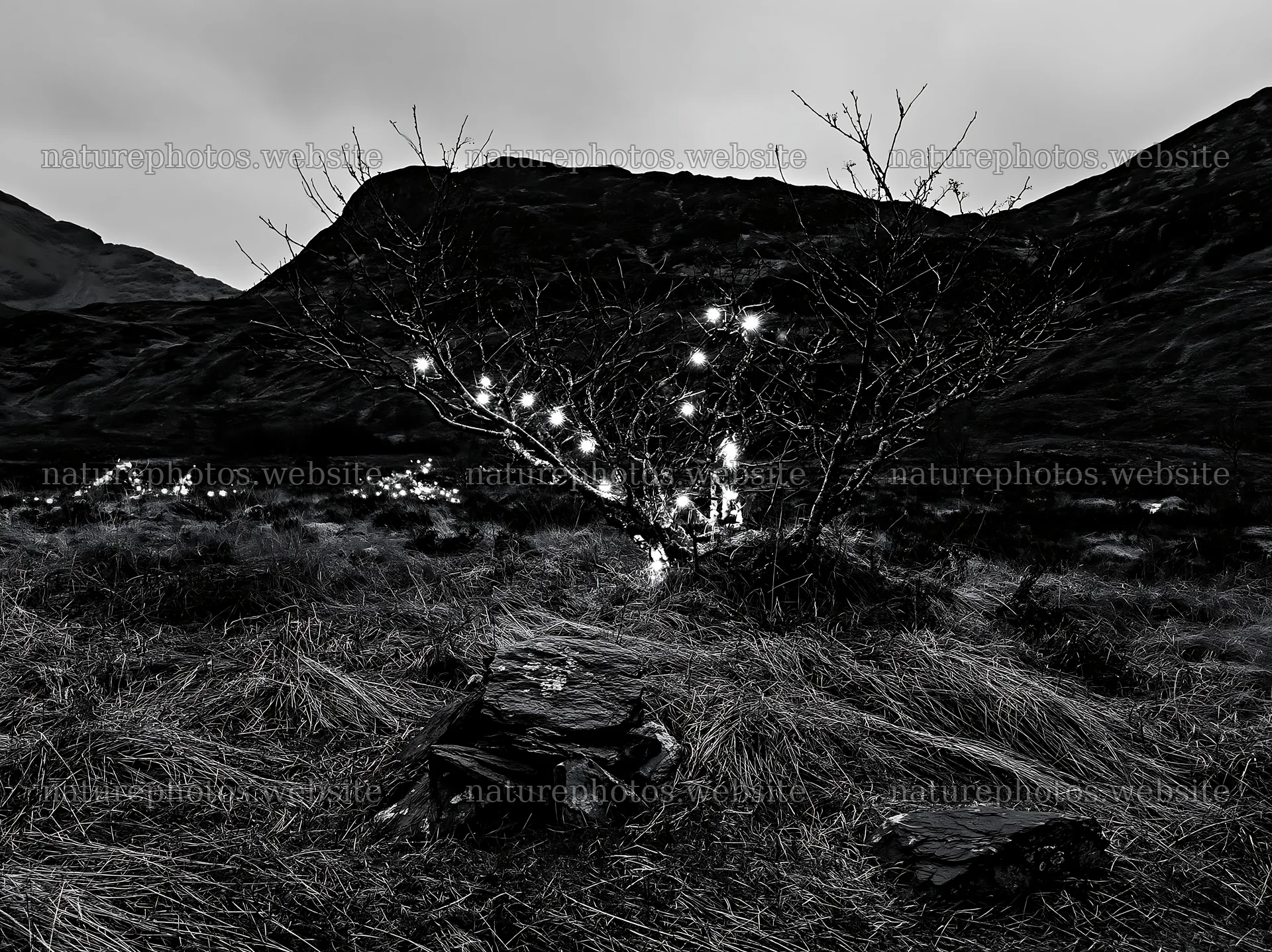 Expanded Christmas meadow with lights and stones in spring – nature photos 9174x6866