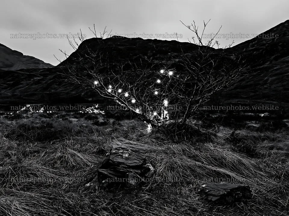 Expanded Christmas meadow with lights and stones in spring – nature photos 9174x6866