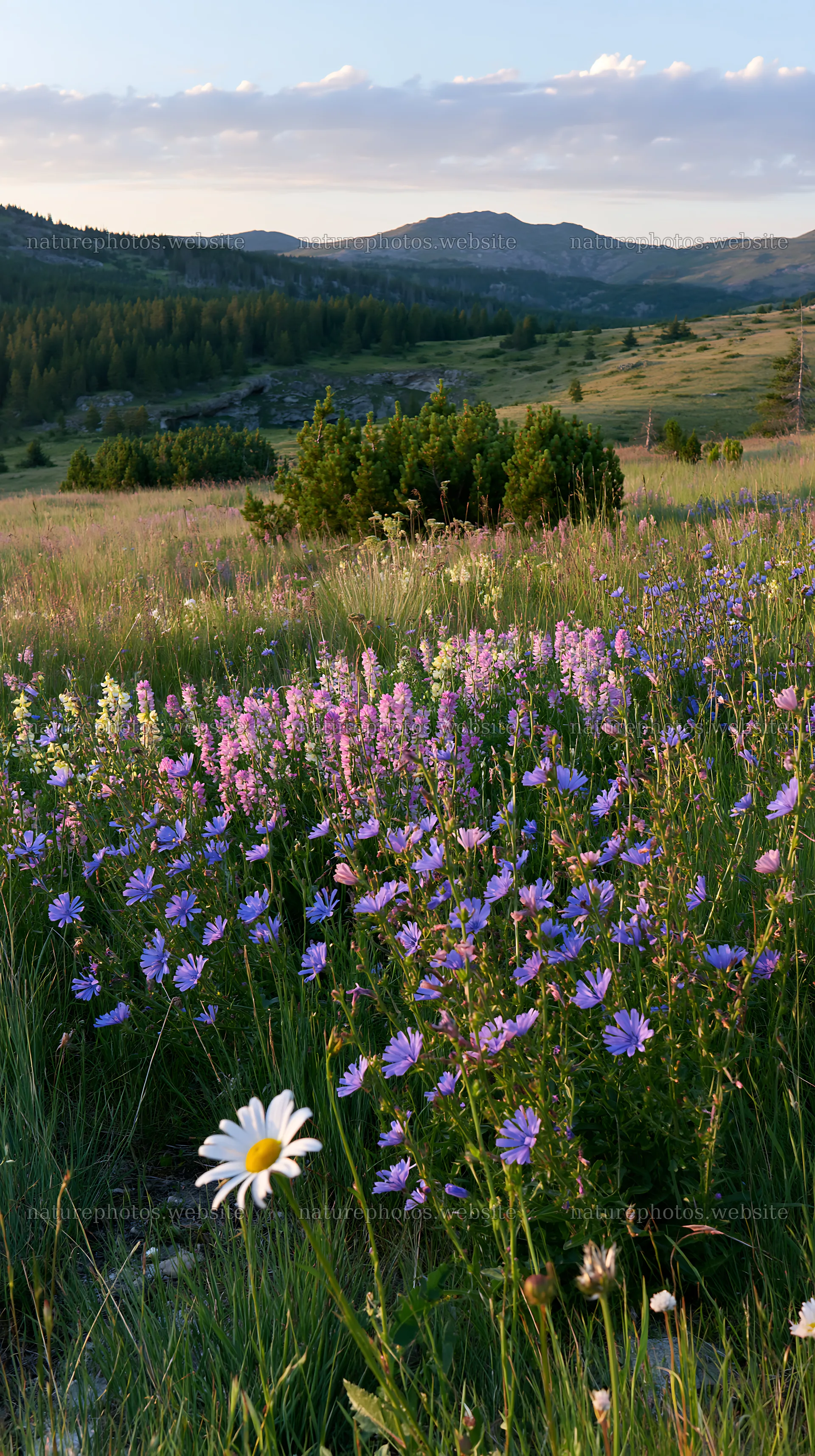Sainfoin chicory meadow in blooming flowers under blue sky – nature photos 5938x10608