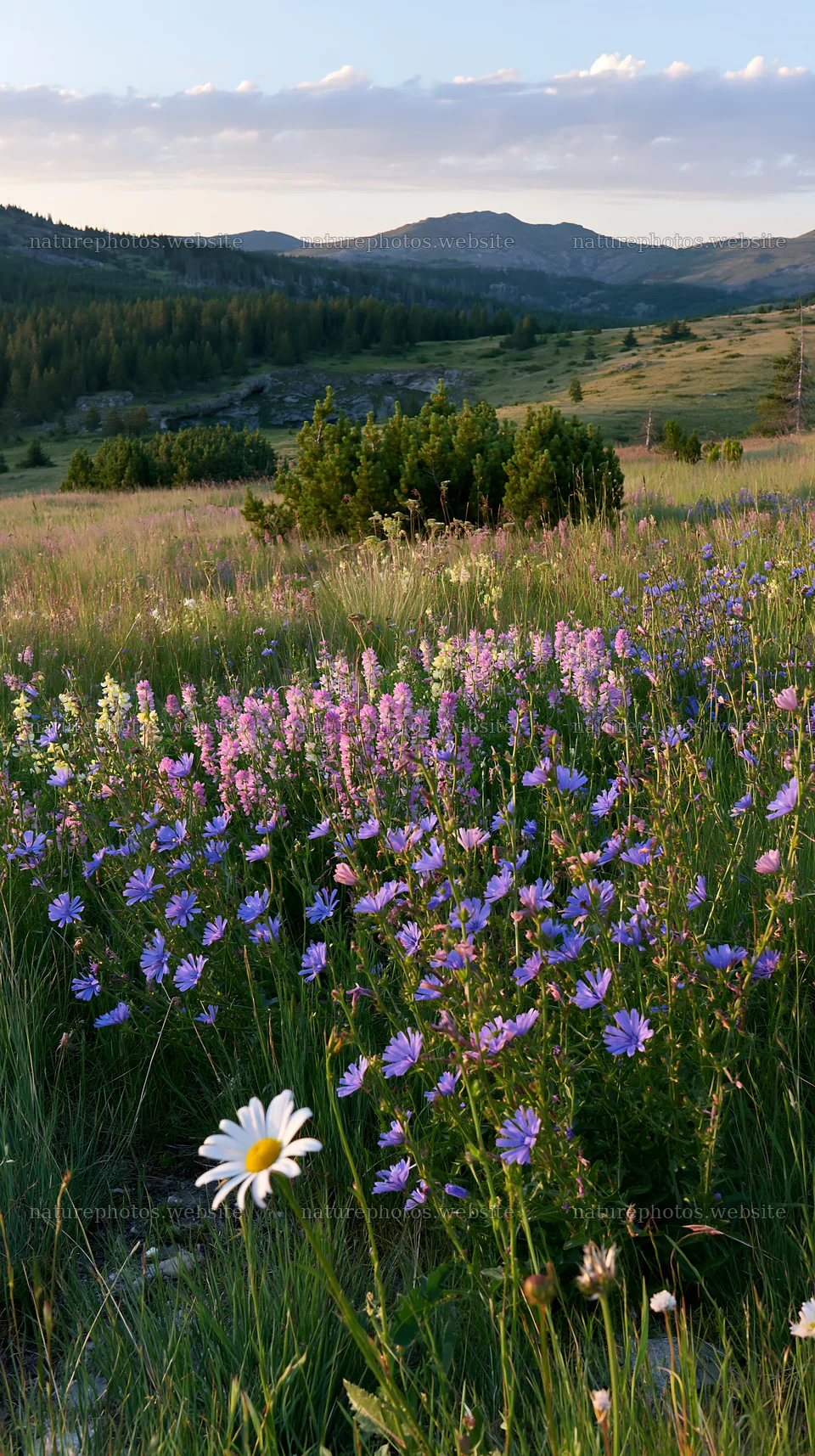 Sainfoin chicory meadow in blooming flowers under blue sky – nature photos 5938x10608