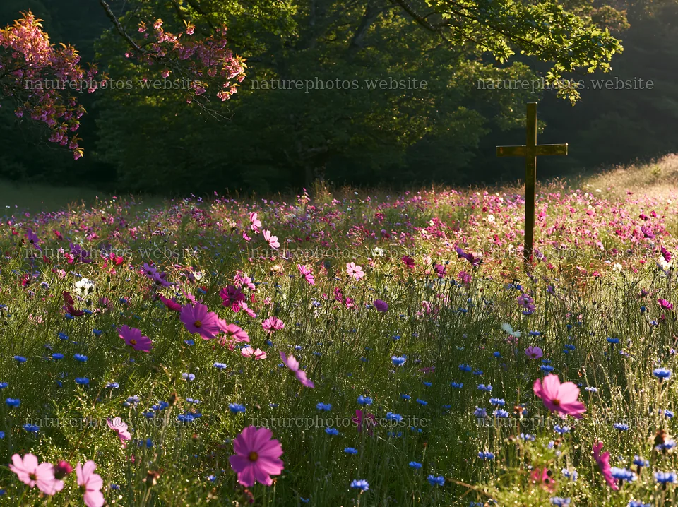 Christian cross in a meadow with wildflowers at morning – nature photos 9174x6866