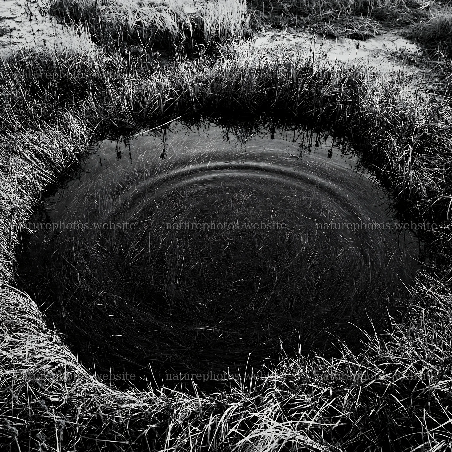 Akita snowmelt meadow with silver grasses and a circular water pool – nature photos 7938x7938